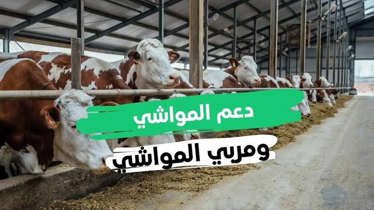 “سجل واحصل عليه الآن” شروط وخطوات التسجيل في دعم المواشي بالسعودية 1446