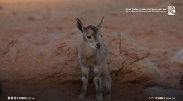 تسجيل حالة ولادة الوعل النوبي في محمية الملك سلمان…